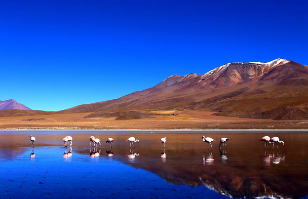 Deserto boliviano in alta quota nelle Ande, Sud America - Foto, immagini