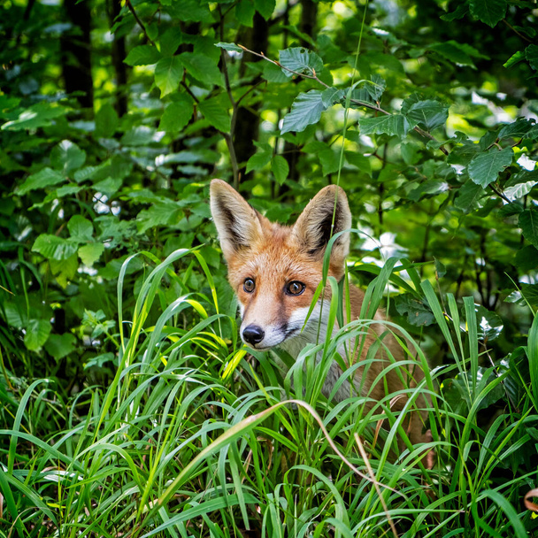 Vörös róka (Vulpes vulpes), Muran síkság, Szlovák Köztársaság. Állatjelenet. A természet szépsége. - Fotó, kép