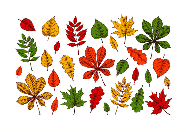 Set van met de hand getekende herfstbladeren waaronder kastanje, eik, lijsterbes, esdoorn en linde geïsoleerd op witte achtergrond. Vector illustratie. Realistisch gekleurde schets - Vector, afbeelding