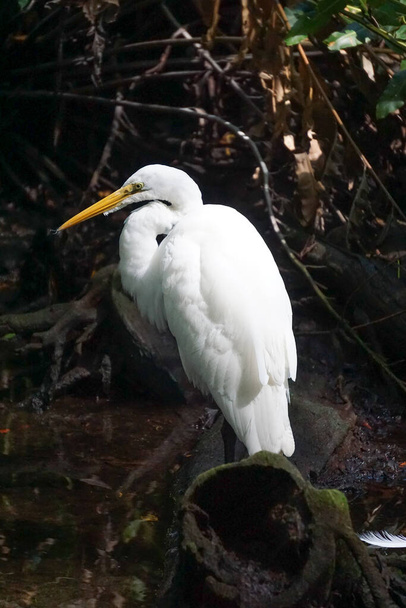 Celestun, Yucatan, Mexico: A Snowy egret - Egretta thula - in the mangroves at the Celestun Biosphere Reserve. - 写真・画像
