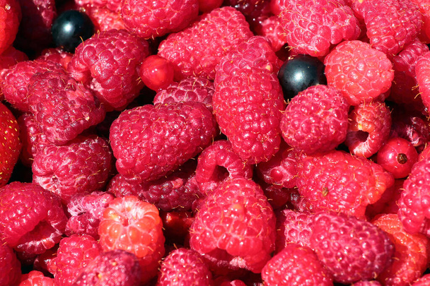 Raspberries, black currants and gooseberries as pink background - Photo, Image