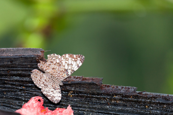 сірий зломщик метелик
 - Фото, зображення