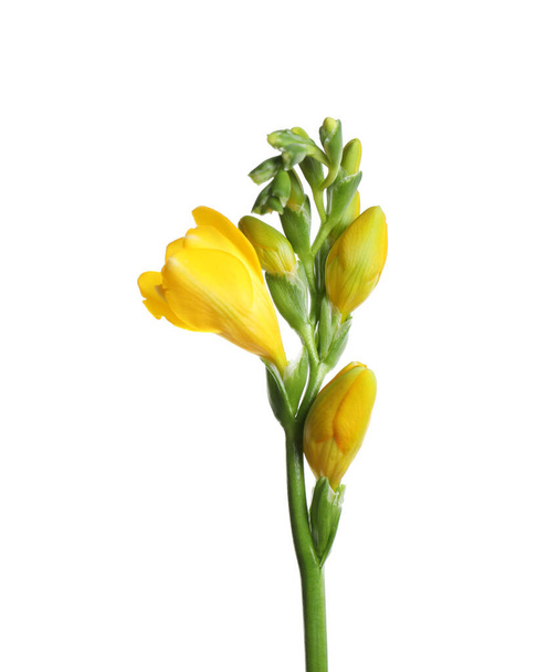 Beautiful yellow freesia flower isolated on white - Фото, зображення
