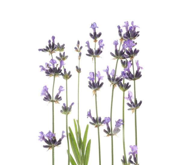 Beautiful fresh lavender flowers isolated on white - Fotoğraf, Görsel
