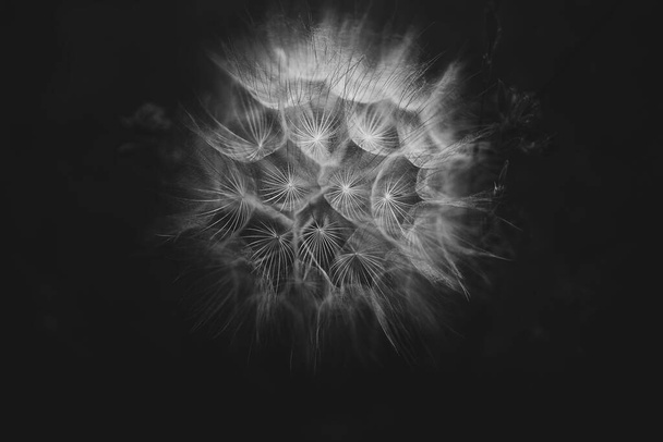 летний цветок одуванчика в крупном плане на темном фоне
 - Фото, изображение