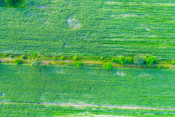 Αφηρημένα γεωμετρικά σχήματα αγροτεμαχίων διαφορετικών καλλιεργειών σε κίτρινα και πράσινα χρώματα. Αεροφωτογραφία πυροβολούν από drone ακριβώς πάνω από το πεδίο - Φωτογραφία, εικόνα