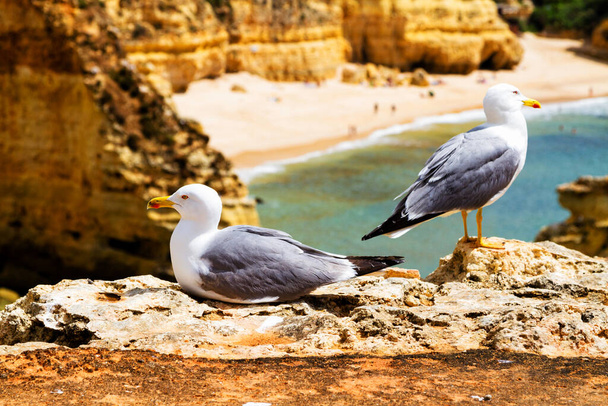 Algarve tengerpartja Portugáliában. Híres strandjairól és barlangjairól Benagil, Albufeira és Portimao közelében. Sirályok az előtérben - Fotó, kép
