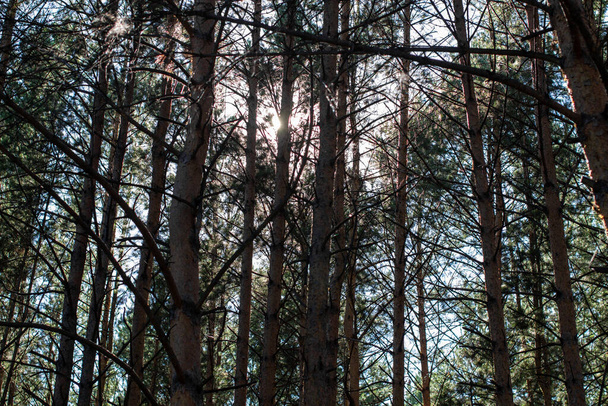 La lumière du soleil entre les arbres dans la forêt. Une promenade dans les bois le soir.2 - Photo, image