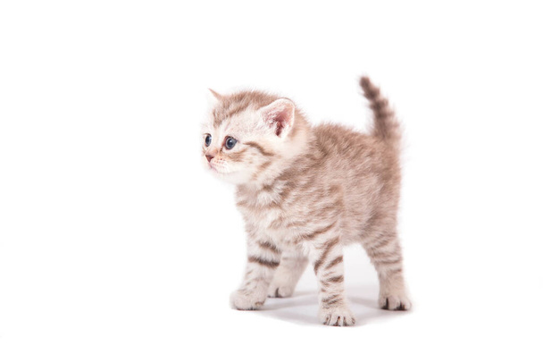 Little Kitten British striped brown on white background. Kitten one month. - Photo, image