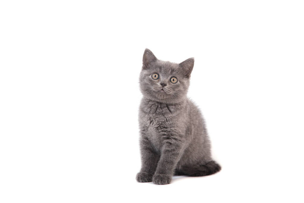 Kitten British blue gray on white background. Two months - Photo, Image