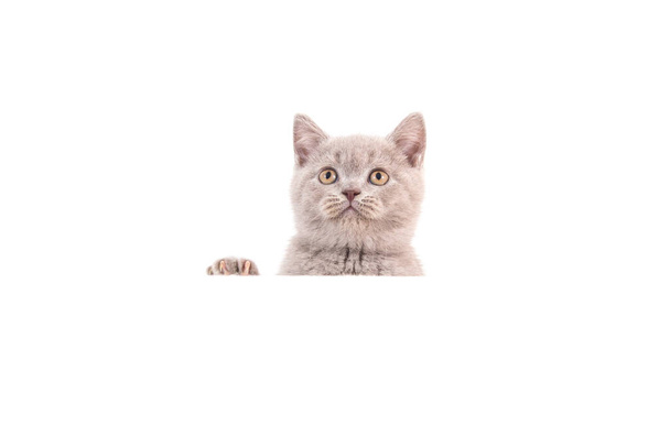 Kitten British lilac beige on white background. Cat peeking from behind. Two months. - Foto, immagini