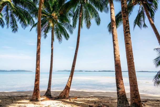 Dzsungel pálmafákkal a kókusz strandon Port Bartonban, Palawanban, Fülöp-szigeteken - Fotó, kép