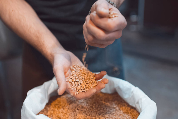 Malt in the hands of the brewer close-up. Holds grain in the palms of your hands - Zdjęcie, obraz