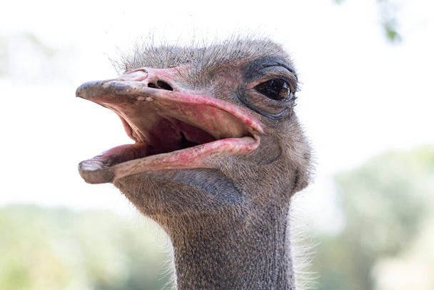 Портрет кричащего страуса. Страусиная голова.. - Фото, изображение