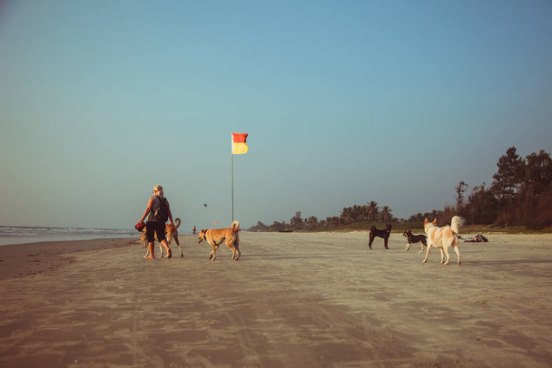 Walking dogs on beach at sunset - Фото, зображення