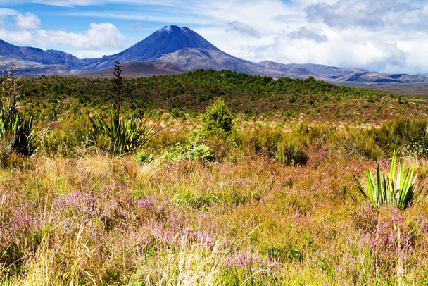 ニュージーランドのトンガリロ国立公園にある道路とルアペフ山 - 写真・画像