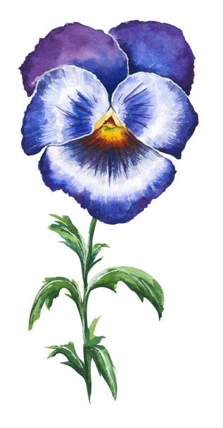 Vector watercolor illustration of blue and violet pansy flower isolated on white background. Hand drawn colorful floral element for wedding invitations, greeting cards, scrapbooking - Vektor, kép