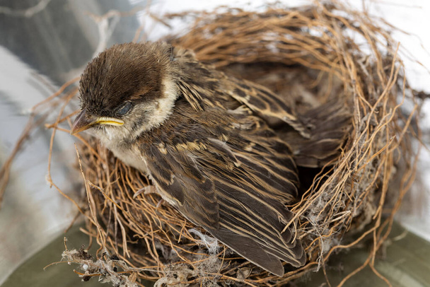 Das Küken eines Haussperlings. Vogelbaby im Nest. - Foto, Bild