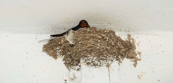 The barn swallow (Hirundo rustica). The bird incubates the eggs in the nest. - Photo, Image