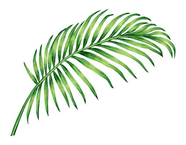 Aquarel schilderen kokosnoot, palmblad, groen verlof geïsoleerd op witte achtergrond.Aquarel hand geschilderd illustratie tropisch exotisch blad voor behang vintage Hawaii stijl patroon.Met knipsel pad - Foto, afbeelding