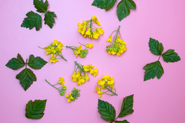 Small yellow flowers and green leaves on pink copy space background. - Fotó, kép