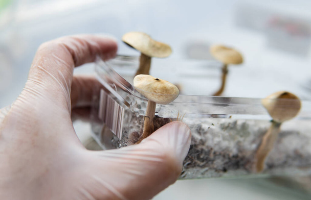 os benefícios do uso recreativo de cogumelos mágicos. Psilocibina e doença mental - Foto, Imagem