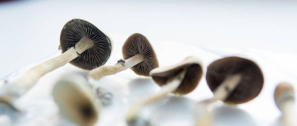 Badania medyczne nad psylocybiną. Legalizacja grzybów psylocybinowych w Ameryce - Zdjęcie, obraz