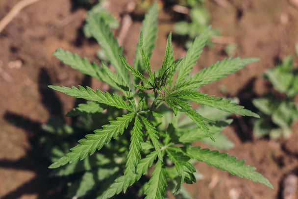 Cannabis plant, leaves close up. Growing Cannabis Sativa outdoors. Medical marijuana cultivation. Alternative herbal medicine, marijuana legalization. Cannabis farm - Fotó, kép