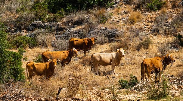 A herd of cows graze on stony hills - Photo, Image