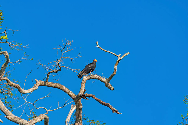 Greater Yellow Headed Vulture in a rainforest tree near Alta Floresta Brazil - Photo, Image