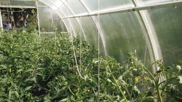 Paradicsom és uborka nő az üvegházban. Paradicsom és uborka termesztése üvegházakban. - Felvétel, videó