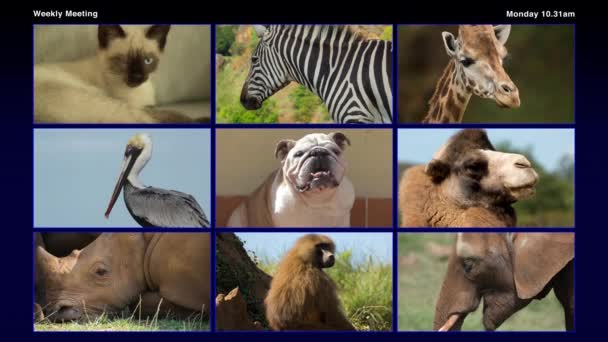 vídeo de una variedad de animales que tienen una videoconferencia
 - Metraje, vídeo