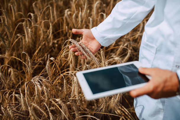 Close-up de computador tablet na mão masculino caucasiano tecnólogo agrônomo no campo do trigo verificação da qualidade e crescimento das culturas para a agricultura
. - Foto, Imagem