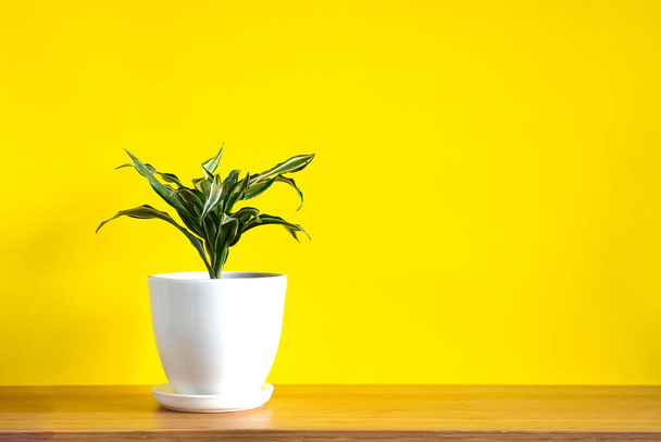 Simular pancarta con espacio de copia de tendencia dracaena flor sobre fondo amarillo brillante. Verano plantas de interior y concepto de selva urbana - Foto, Imagen