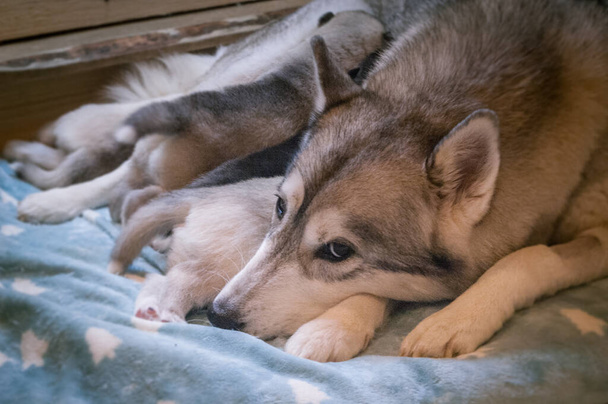 Grey and white husky dog lies on a blue blancket and looking tired with her little cute babies, that drinking mother's milk - Fotografie, Obrázek