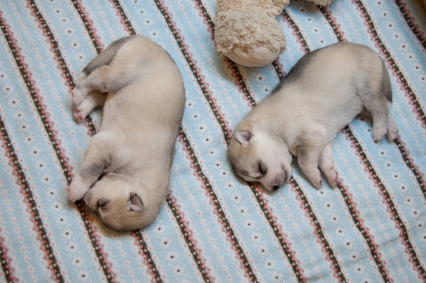 Dwa szare i białe szczeniaki śpiące na kolorowym dywanie etno - Zdjęcie, obraz