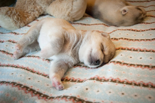 Fluffy divertido husky cachorro despertar un estiramiento en un interesante fondo colorido
 - Foto, imagen