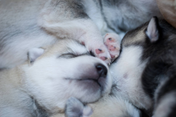 Sweet paws and cute puppy's neb on close up dog photo - Photo, Image