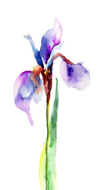 Watercolor illustration of Iris flower - Foto, immagini
