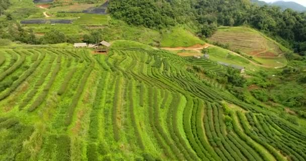 Luftaufnahme der Teeplantage-Terrasse am Berg. - Filmmaterial, Video