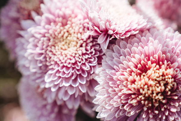 chrysanthemum flowers wallpaper background. - Fotó, kép