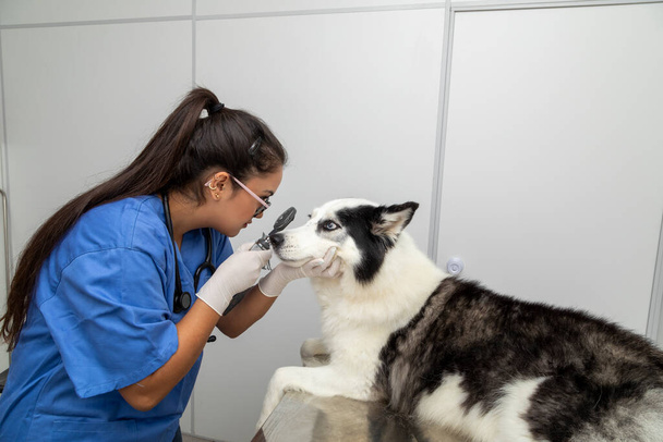Veterinární lékař vyšetřující oko psa. - Fotografie, Obrázek