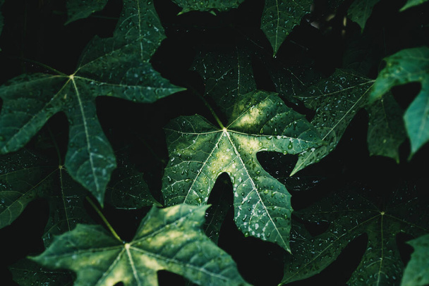 Зелене листя з падінням дощу в сезон дощів, природа - Фото, зображення