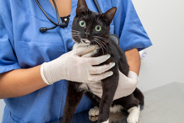 Veteriner klinikte evcil kediyi muayene ediyor.. - Fotoğraf, Görsel