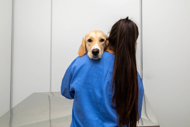 Veterinární lékař objímání roztomilý pes. - Fotografie, Obrázek