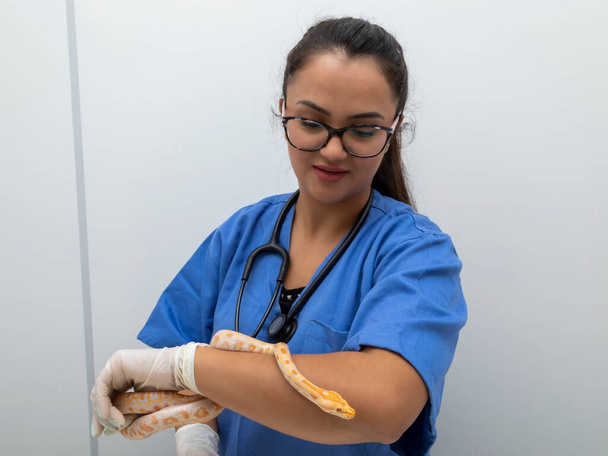 Veterinaire arts onderzoekt een python molurus albinoslang. - Foto, afbeelding