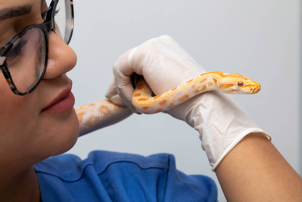 Lekarz weterynarii badający pyton molurus albinos snake. - Zdjęcie, obraz