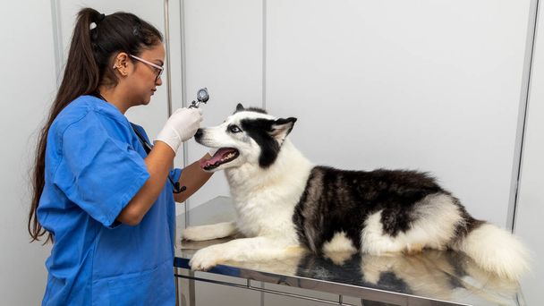 Veterinarian examining a dog's eye. - Photo, Image