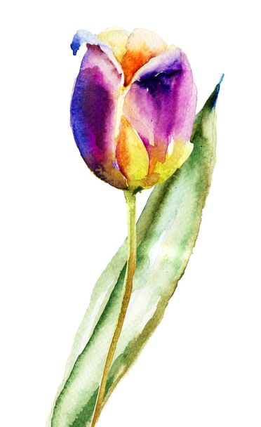 Beautiful Tulip flower - Zdjęcie, obraz