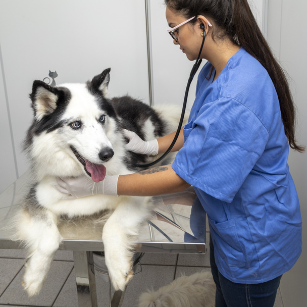 Ισπανόφωνος κτηνίατρος εξετάζει ένα σκυλί husky Σιβηρίας. - Φωτογραφία, εικόνα